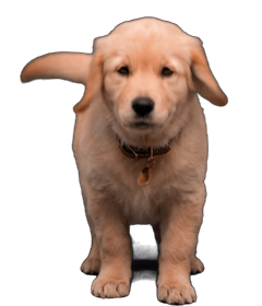 Perrito with heart
